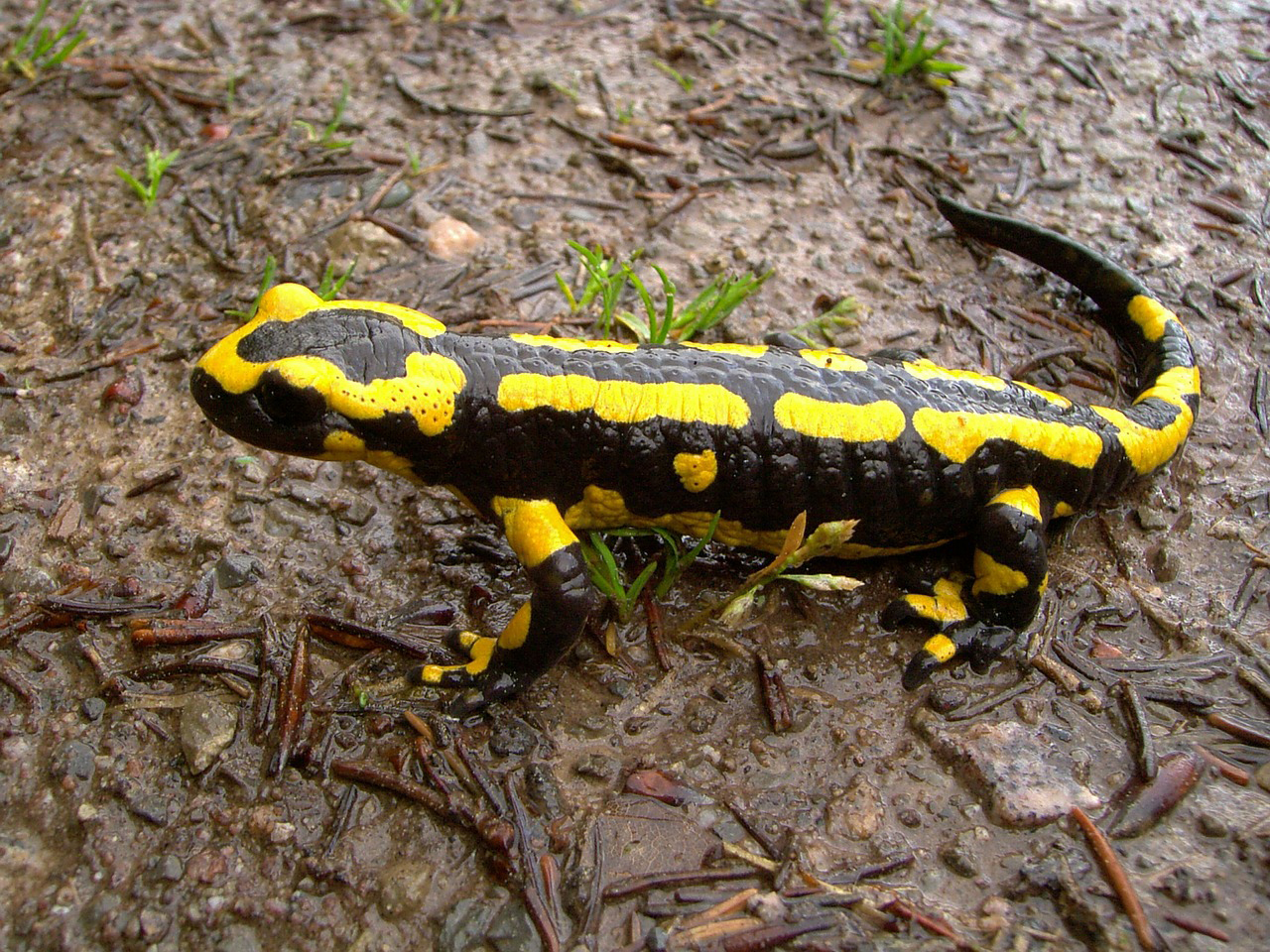 tbsalamander4